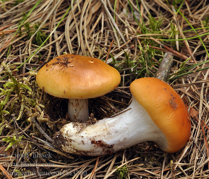 Cortinarius mucosus bi3200