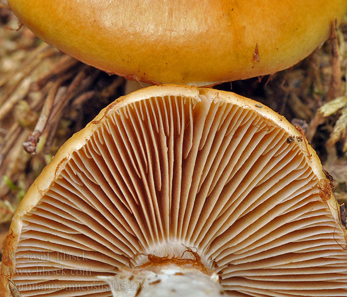 Cortinarius mucosus bi3209