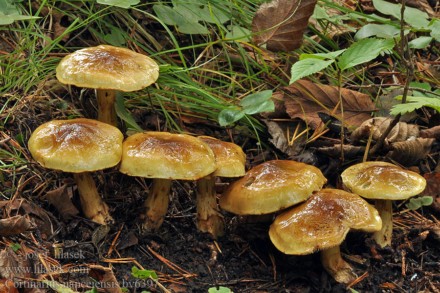 Cortinarius nanceiensis