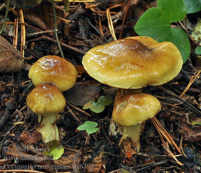 Cortinarius nanceiensis Pavučinec nancyský