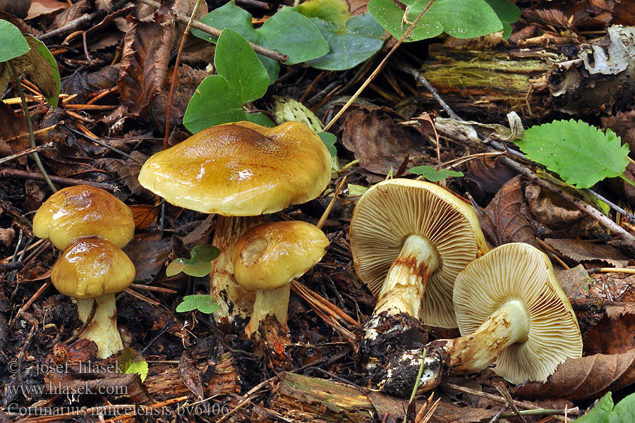 Cortinarius nanceiensis Gelbflockiger Schleimkopf