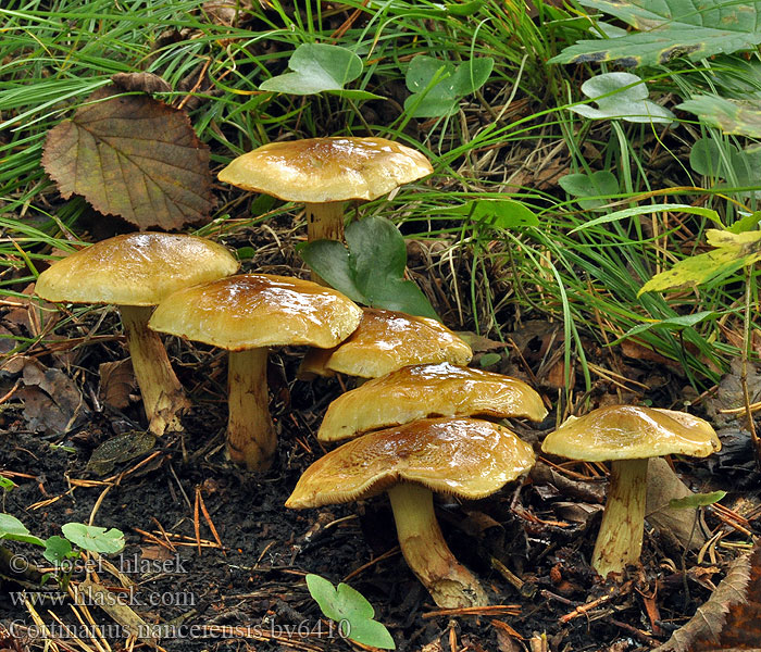 Cortinarius nanceiensis Gelbflockiger Schleimkopf