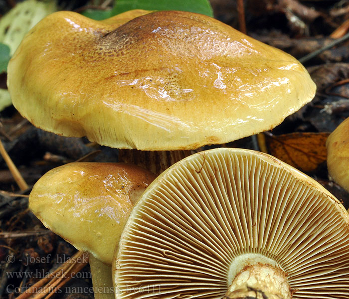 Cortinarius nanceiensis Zasłonak bananowy