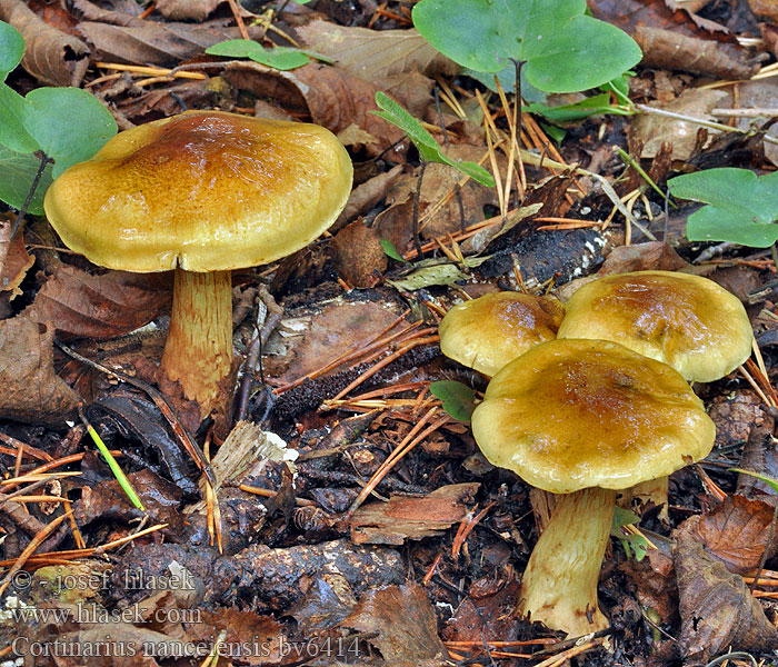 Cortinarius nanceiensis Banan-slørhat