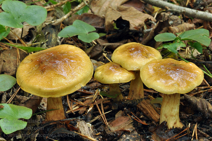 Cortinarius nanceiensis Cortinaire Nancy