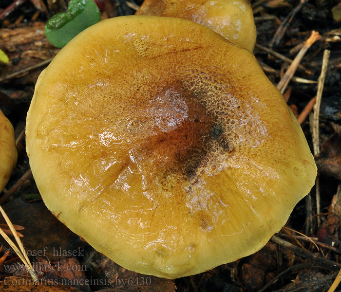 Cortinarius nanceiensis Паутинник нансийский