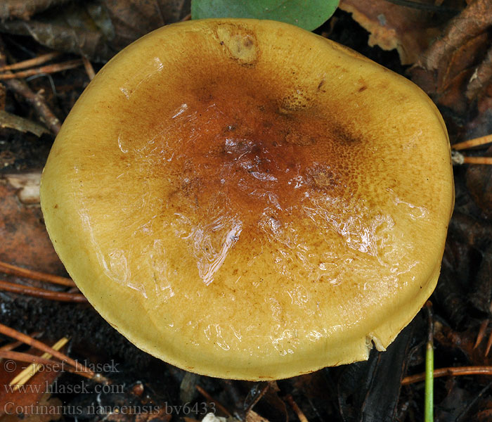 Pavučinec nancyský Cortinarius nanceiensis