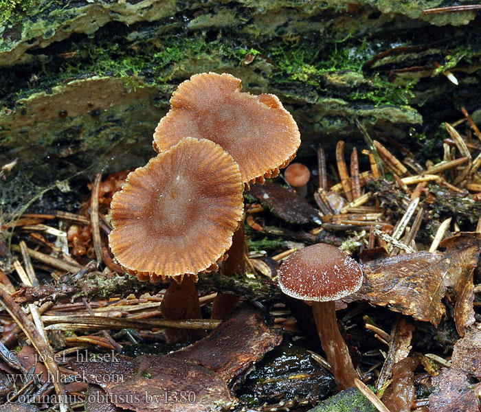 Cortinarius obtusus Pavučinec tupý Jodoform-Wasserkopf