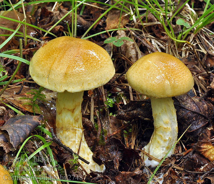 Cortinarius olidus Pavučinec páchnoucí Gelbgegürtelte Schleimkopf