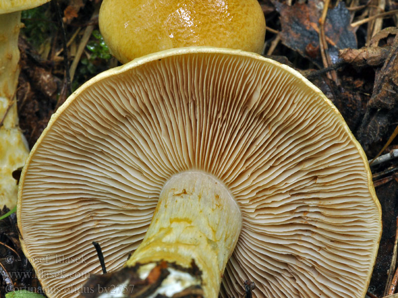 Cortinarius olidus Pikkelykés pókhálósgomba