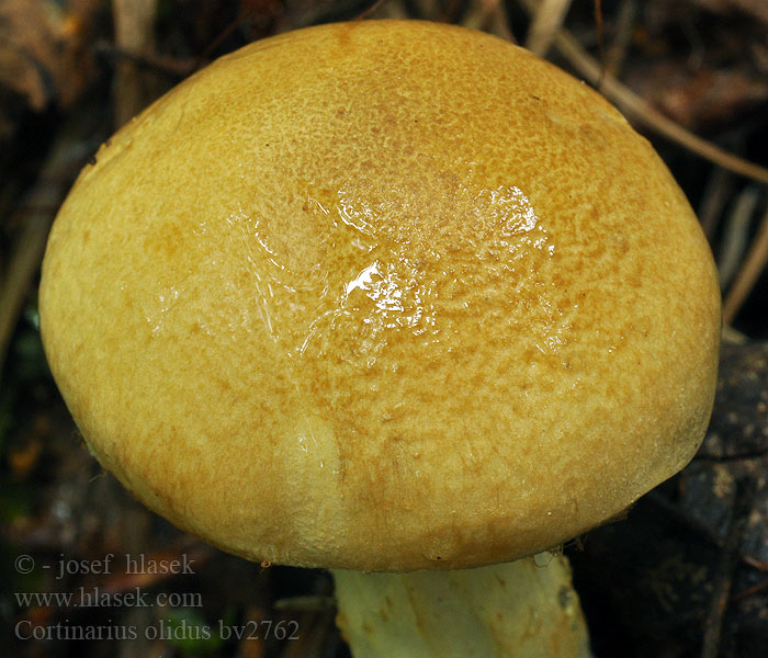 Cortinarius olidus Pavučinec páchnoucí