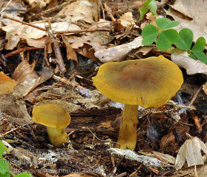 Cortinarius olivaceofuscus Pavučinec olivově hnědý