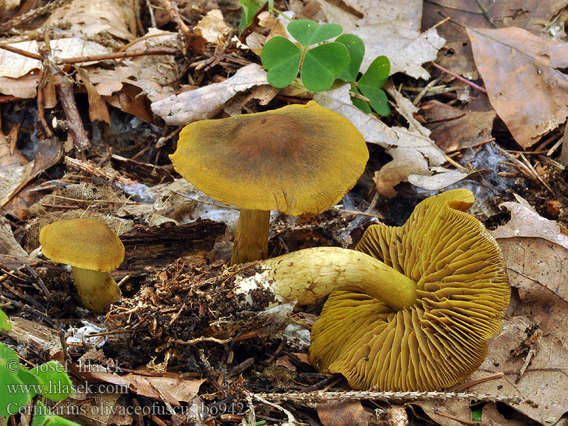 Cortinarius_olivaceofuscus_bo9425