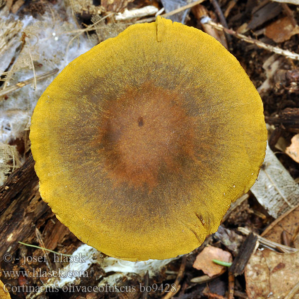 Cortinarius_olivaceofuscus_bo9428