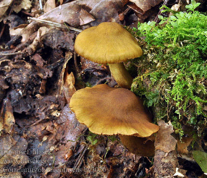 Cortinarius olivaceofuscus Паутинник оливково-бурый