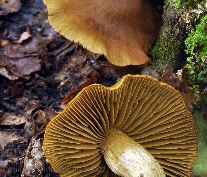 Cortinarius olivaceofuscus Pavučinec olivově hnědý