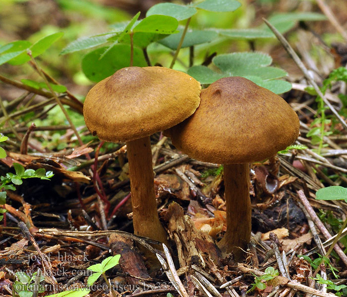 Cortinarius olivaceofuscus Haagbeukgordijnzwam