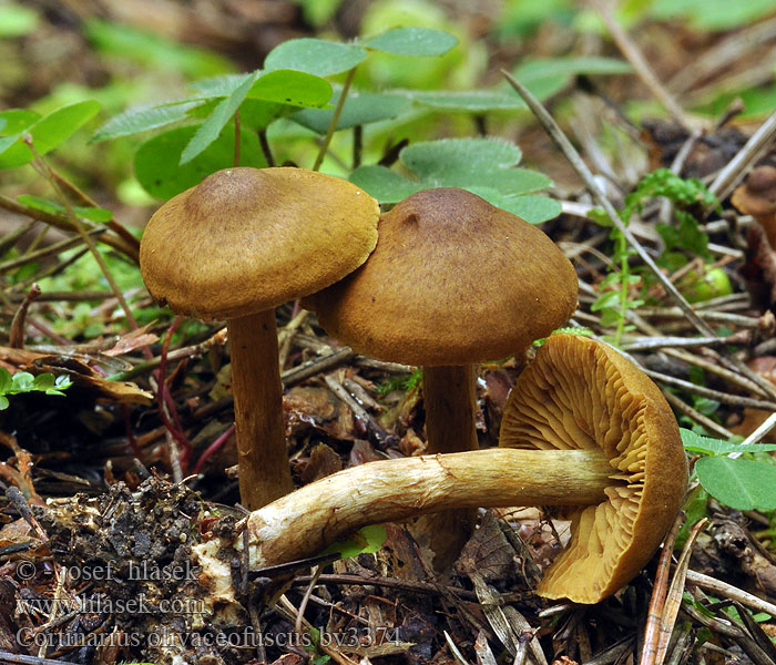 Cortinarius olivaceofuscus Olivenbrun slørhat