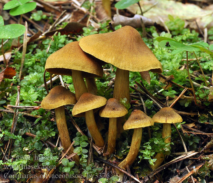 Cortinarius olivaceofuscus Hasselspindling