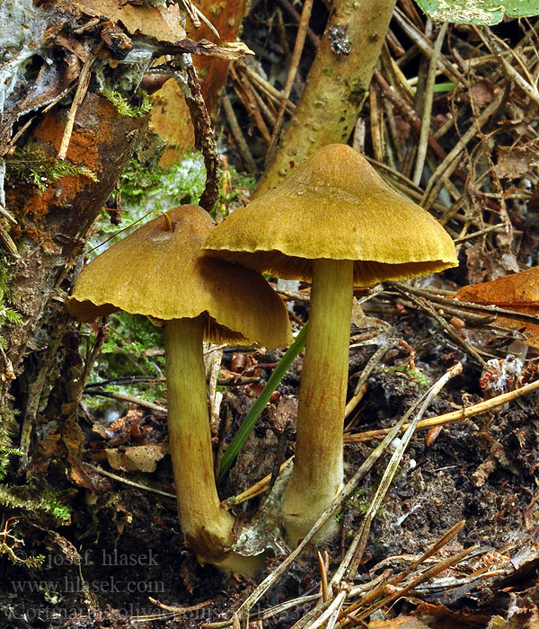 Cortinarius olivaceofuscus Oliiviseitikki