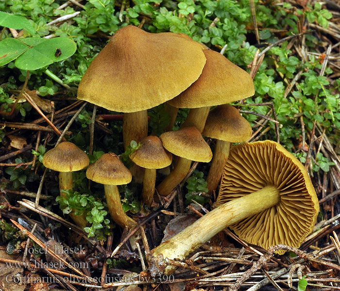 Cortinarius olivaceofuscus Cortinaire brun olivâtre