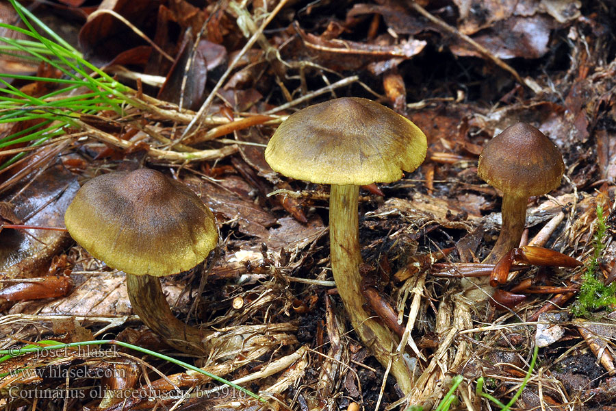 Cortinarius olivaceofuscus Oliven kanelslørsopp