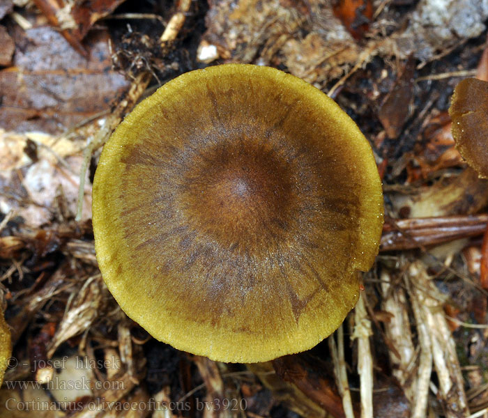 Cortinarius olivaceofuscus Паутинник оливково-бурый