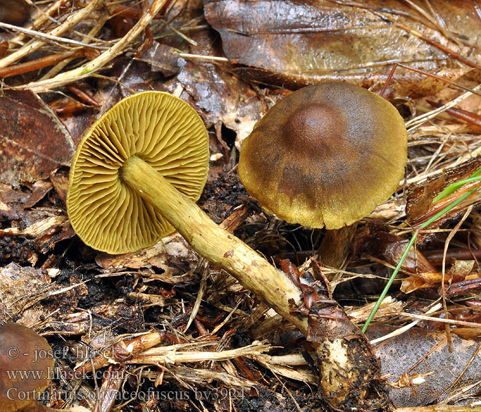 Cortinarius olivaceofuscus Gyertyán-pókhálósgomba