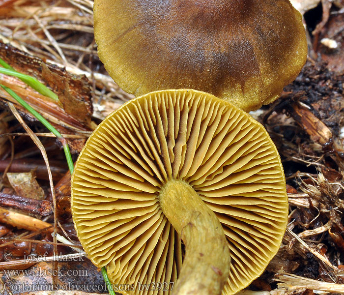 Pavučinec olivově hnědý Cortinarius olivaceofuscus