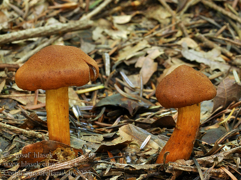 Cortinarius orellanus Pavučinec plyšový