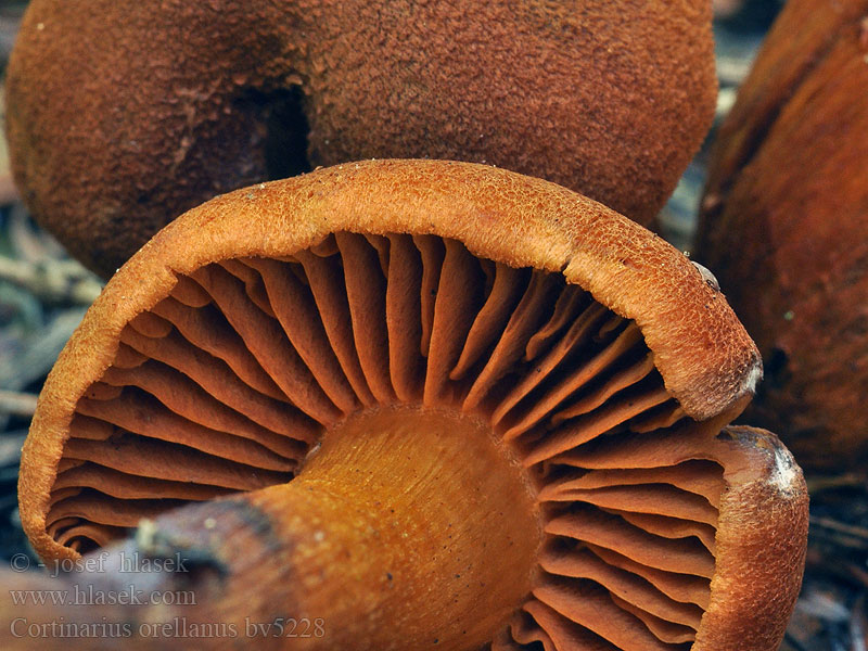 Cortinarius orellanus Orangefuchsiger Raukopf