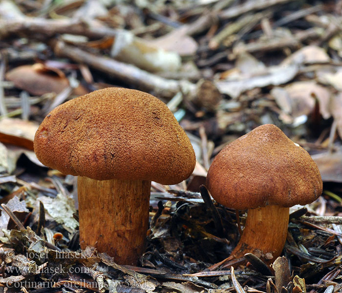 Cortinarius orellanus Giftige gordijnzwam Zasłonak rudy