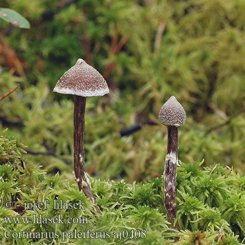 Cortinarius paleiferus aj0408