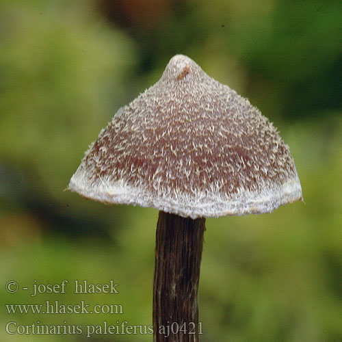 Cortinarius paleiferus Pavučinovec fialovoplstnatý Паутинник пленчато-дикорастущий Pelargonien-Gürtelfuß Pavučinec pelargoniový