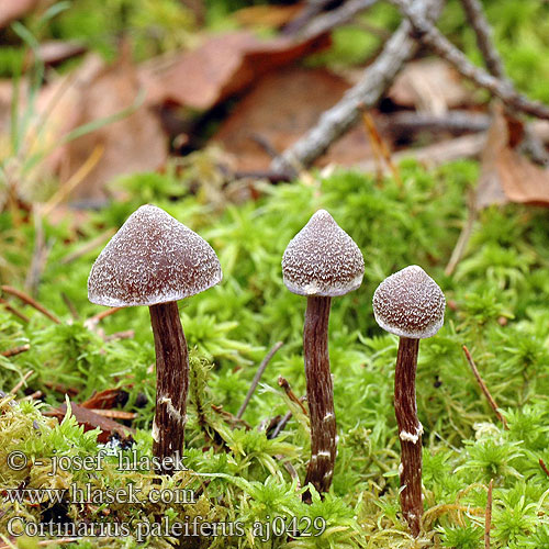 Cortinarius paleiferus aj0429