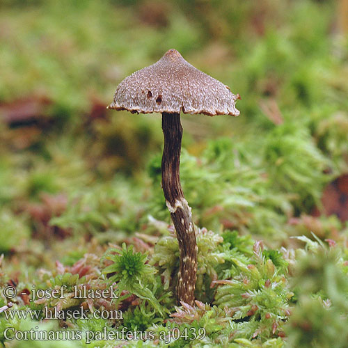 Cortinarius paleiferus Pelargonien-Gürtelfuß Pavučinec pelargoniový Pavučinovec fialovoplstnatý Паутинник пленчато-дикорастущий