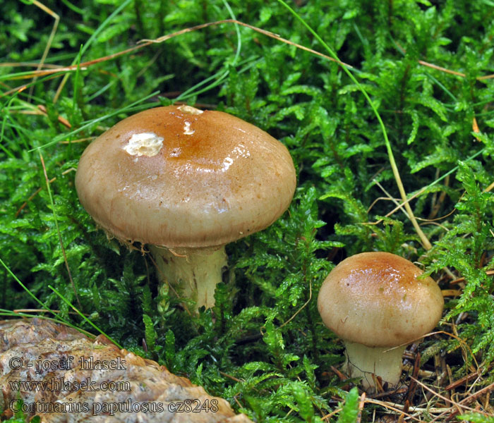 Cortinarius papulosus Pavučinec mokvavě slizký