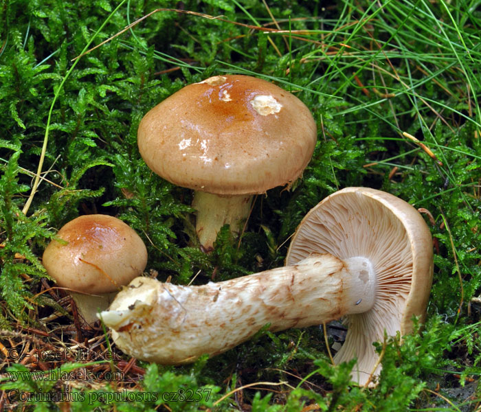 Cortinarius papulosus Körnigfädiger Schleimkopf