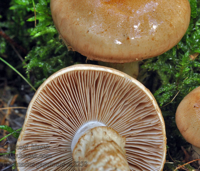 Cortinarius papulosus Pavučinovec lesklý Kornet Slørhat