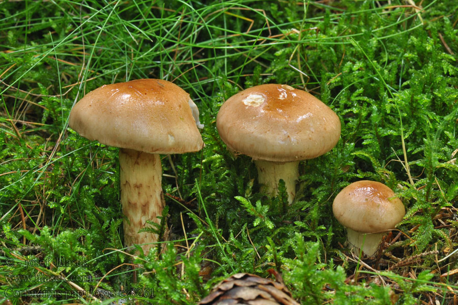 Cortinarius papulosus Prickspindling Laikkaseitikki