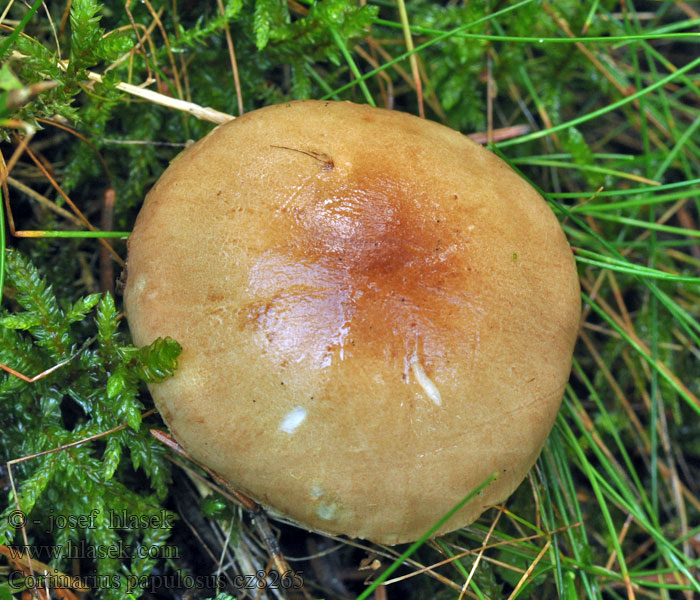 Cortinarius papulosus Cortinaire papuleux Grynslørsopp