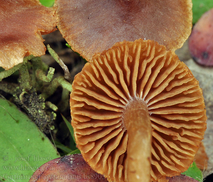 Cortinarius parvannulatus Pavučinec cedrově vonný