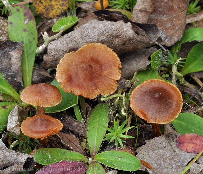 Cortinarius parvannulatus Kleinberingter Gürtelfuß