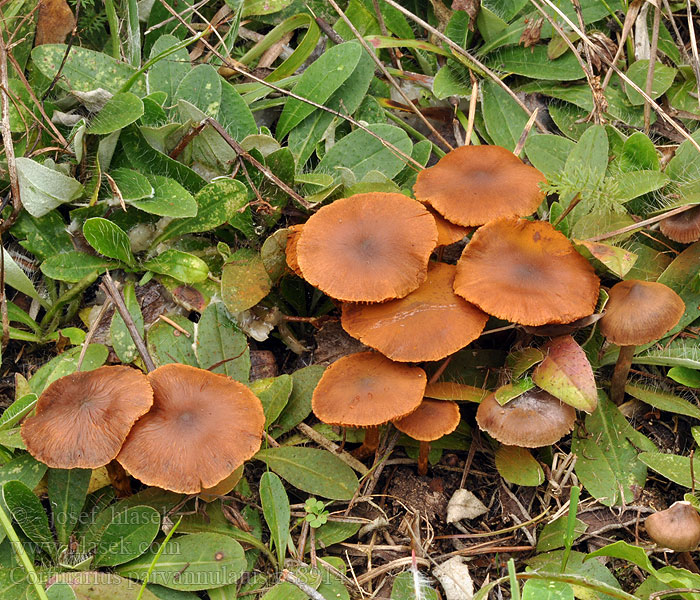 Cortinarius parvannulatus Cederhoutgordijnzwam Krave-slørhat