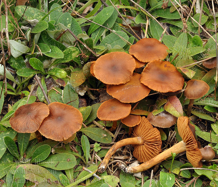 Cortinarius_parvannulatus_bs8916