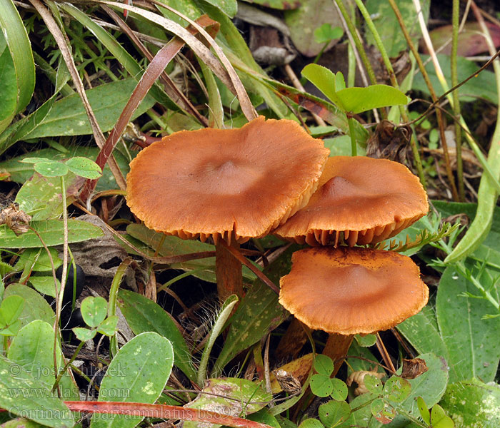 Cortinarius parvannulatus Krageslørsopp Паутинник блистающий