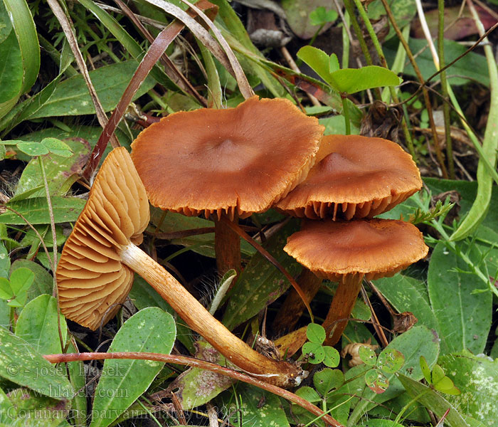 Pavučinec cedrově vonný Cortinarius parvannulatus