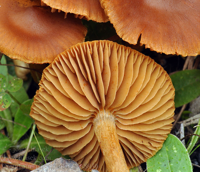 Kleinberingter Gürtelfuß Cortinarius parvannulatus