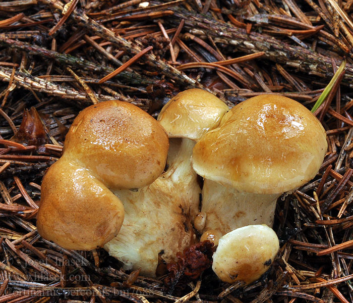 Cortinarius percomis Pavučinec zlatohnědý Würziger Schleimkopf