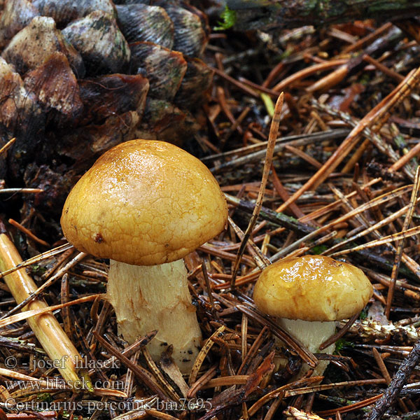 Cortinarius percomis bm7695